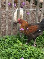 Marans haan, Dieren en Toebehoren