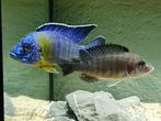 Zeer mooi volwassen koppel malawi ( Aulonocara Maulana ), Dieren en Toebehoren, Vissen | Aquariumvissen, Vis, Zoetwatervis