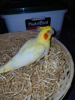 Handtamme valkparkiet lutino 2025, Geslacht onbekend, Parkiet, Geringd