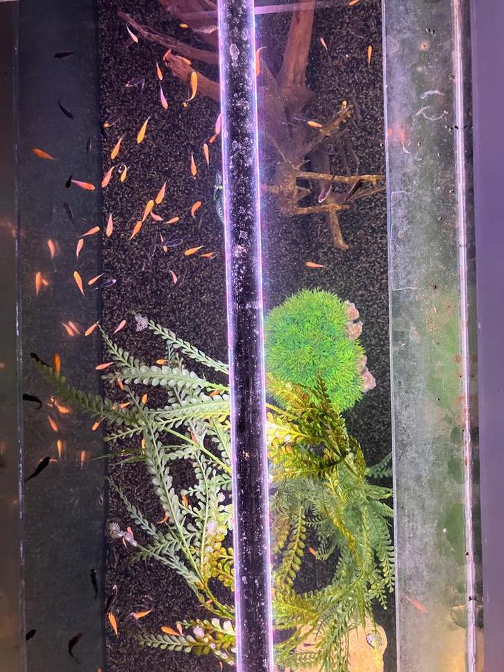 Baby koi 150 stuks, Dieren en Toebehoren, Vissen | Vijvervissen