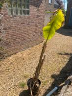 Bananenboom 1m, Tuin en Terras, Ophalen