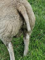 Texel rammen, Dieren en Toebehoren, Schapen, Geiten en Varkens, Mannelijk, Schaap, 0 tot 2 jaar