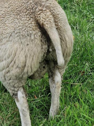 Texel rammen beschikbaar voor biedingen
