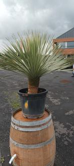Yucca rostrata!, Tuin en Terras, Planten | Bomen, Ophalen