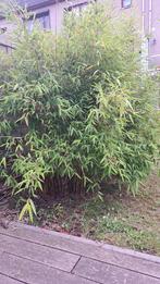 Bambou fargesia non invasif, 100 à 250 cm, Enlèvement, Arbuste, Bambou