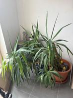 grote bloem, Tuin en Terras, Planten | Bomen, 100 tot 250 cm, Zomer, Palmboom, Ophalen