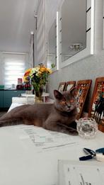 Britse korthaar katin 0489 94 66 34, Dieren en Toebehoren, Katten en Kittens | Raskatten | Korthaar, Poes, Gechipt, 3 tot 5 jaar