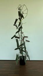 Philodendron Atabapoense, Huis en Inrichting, Kamerplanten, Ophalen