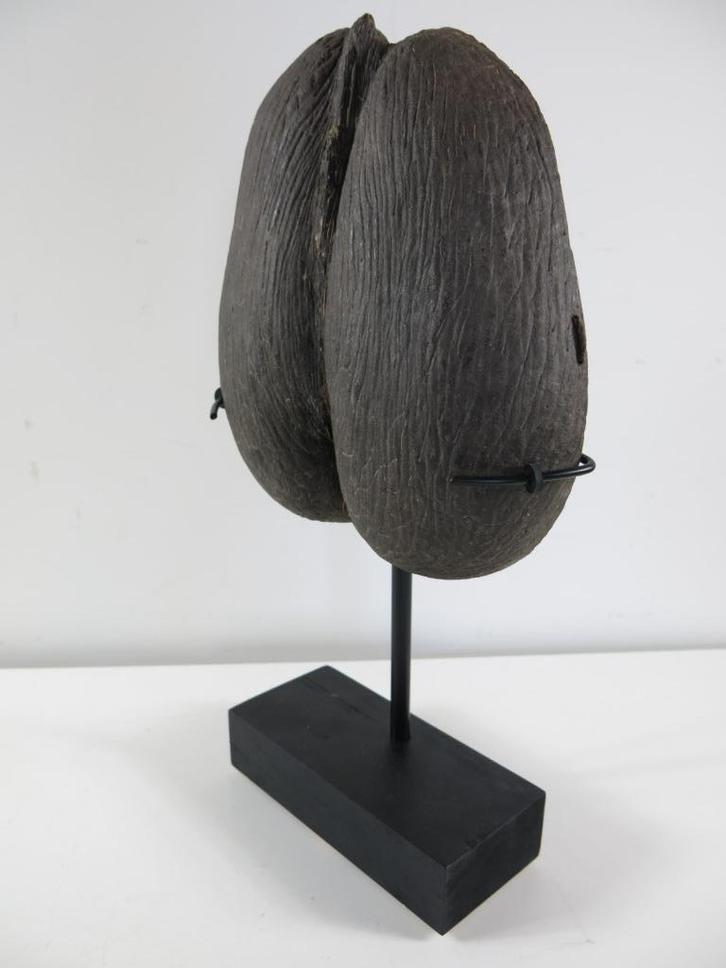Sea Coconut Coco de Mer 26x23x6,5 cm +staander, Verzamelen, Dierenverzamelingen, Gebruikt, Ophalen of Verzenden
