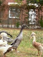 🦆 Indische loopeenden (woerden) 🦆, Dieren en Toebehoren, Pluimvee, Mannelijk, Eend
