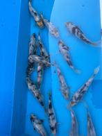 Tosai Shiro Utsuri 14-20cm, Dieren en Toebehoren, Vissen | Vijvervissen, Karper of Koi