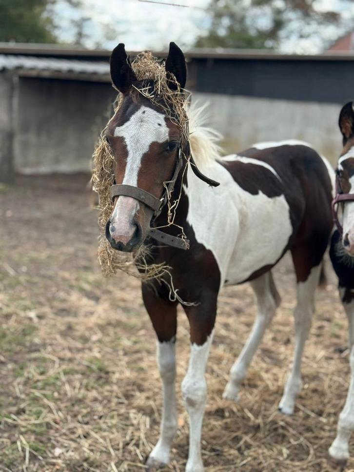 Paint merrie veulen APHA, Dieren en Toebehoren, Paarden, Merrie, Gechipt
