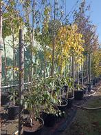 Betula jacquemontii, Tuin en Terras, Planten | Bomen, Ophalen, In pot