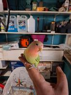 Tamme dwergpapegaai met kooi, Dieren en Toebehoren, Geslacht onbekend, Dwergpapegaai of Agapornis, Tam