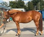 15 jarige top braaf Beginnerspaardje 🏆, Dieren en Toebehoren, Merrie, Minder dan 160 cm, M, Gechipt