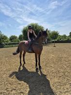 10 jarige merrie, Dieren en Toebehoren, Paarden, Merrie