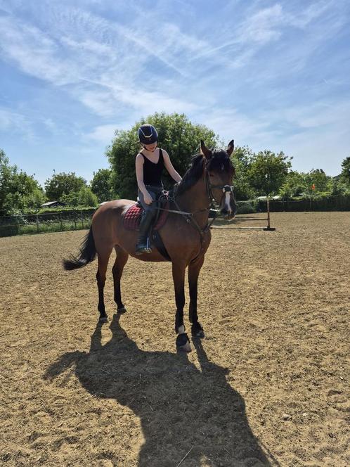 10 jarige merrie, Dieren en Toebehoren, Paarden, Merrie