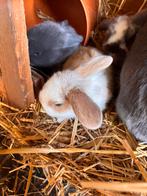Nederlandse hangoren, Dieren en Toebehoren, Konijnen, Meerdere dieren, Dwerg, Hangoor, 0 tot 2 jaar