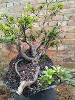 Bonsai azalea, Ophalen