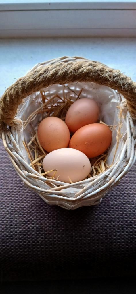 Broedeieren legkippen, en brahma's., Dieren en Toebehoren, Pluimvee, Kip, Geslacht onbekend