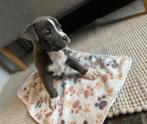 Super mooie Amerikaanse Stafford pups, Dieren en Toebehoren, Parvo, België, 8 tot 15 weken, American Staffordshire Terriër