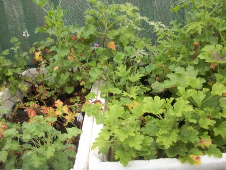 Geur Pelargoniums, citroen, munt, appel, wortel en andere, Huis en Inrichting, Kamerplanten, Overige soorten, Minder dan 100 cm