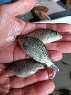 Valkenswaard spiegel karpertjes 5/7 cm