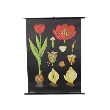 Grote Vintage Schoolkaart Tulp Bloemen Jung Koch Quentell, Antiek en Kunst, Ophalen of Verzenden, Natuur en Biologie