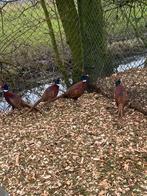 Fazanten hanen van 2024 aviornis geringd., Dieren en Toebehoren, Pluimvee