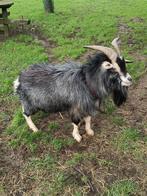 huren raszuivere dekbok blauwschimmel tan, Dieren en Toebehoren, Schapen, Geiten en Varkens, Mannelijk, Geit, 3 tot 5 jaar