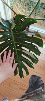 monstera thai constellation XL, Huis en Inrichting, Ophalen