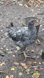 Tête de dinde de Malines