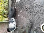 2 varkens van ongeveer 5 jaar, Dieren en Toebehoren