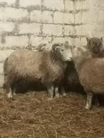 Herdwick schapen rammen te koop, Mannelijk, Schaap, 0 tot 2 jaar