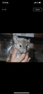 Chinchilla’s + kooien., Dieren en Toebehoren, Meerdere dieren, Chinchilla