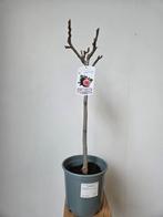 Ficus Carica mini stam, Enlèvement