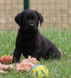 Labrador pups, Dieren en Toebehoren, België, CDV (hondenziekte), 8 tot 15 weken, Labrador retriever