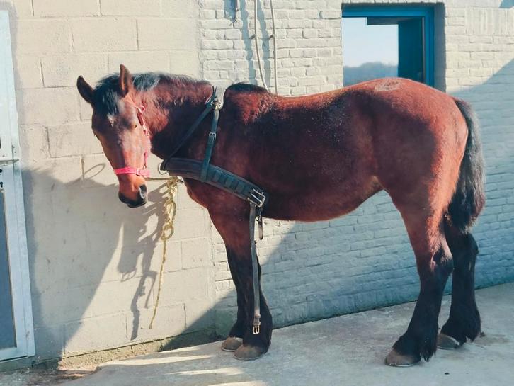 Cob normand  paard, Dieren en Toebehoren, Paarden, Ruin