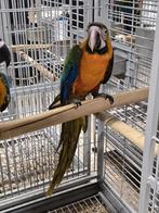 Tamme jonge Catalina Ara's met DNA en getest op alle ziektes, Meerdere dieren, Papegaai, Geringd