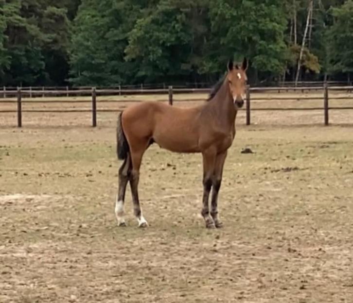 Merrie drachtig van Cornet Obolensky + hengstveulen Drummer, Dieren en Toebehoren, Paarden, Merrie