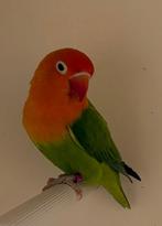 Fischeri, Vrouwelijk, Dwergpapegaai of Agapornis, Geringd