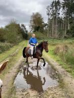 Lieve draver ruin, Dieren en Toebehoren, Paarden, Ruin