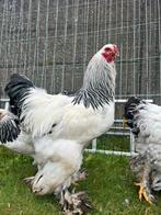 Brahma kippen, Dieren en Toebehoren, Pluimvee