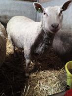 Charollais ooi voor de slacht., Mouton