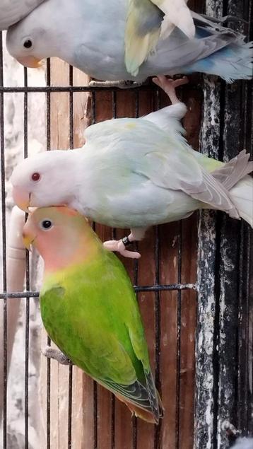 Opaline aqua bronze fallow
