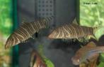 Gestreepte Botia - Botia Striata   (22-26°C), Vis, Zoetwatervis
