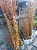 Tiges de saule pour réalisation osier vivant ou vannerie, Jardin & Terrasse, Enlèvement