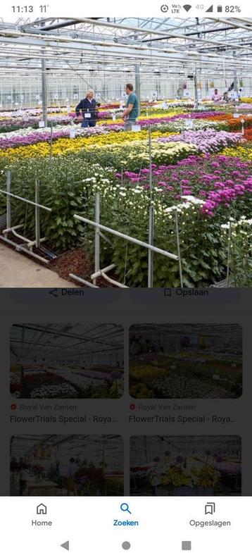 constructie om snijbloemen te kweken en recht te houden  beschikbaar voor biedingen