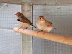 Zebravink, Dieren en Toebehoren, Meerdere dieren, Tropenvogel, Geringd