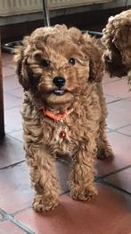 Dwerg poedel pups, Dieren en Toebehoren, Honden | Chihuahua's en Gezelschapshonden, Poedel, België, Fokker | Hobbymatig, CDV (hondenziekte)